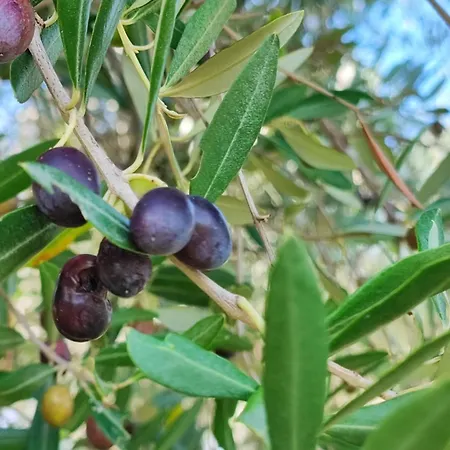 La Nuvola * Ripaberarda