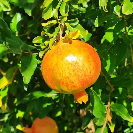 La Nuvola Ripaberarda